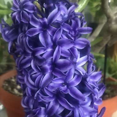 Hyacinthus orientalis 'Delft Blue'