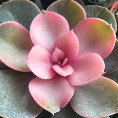 Echeveria Perle Von Nurnburg Variegata