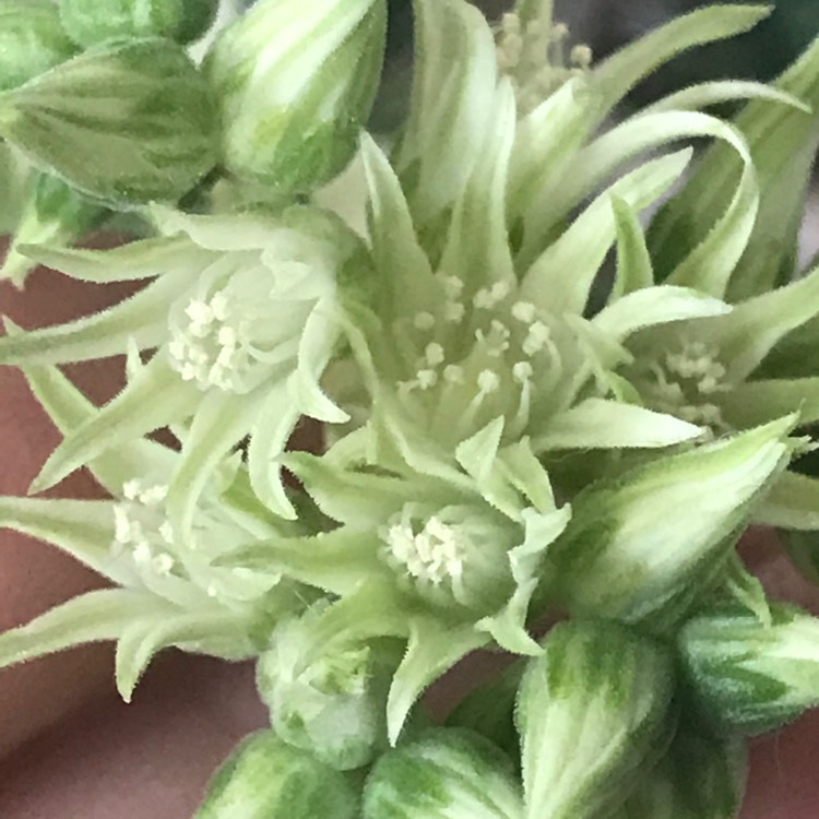 plant image 1243407 plant image 1243407
