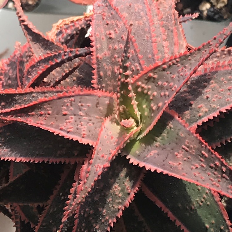 Plant image Aloe 'Christmas Carol'