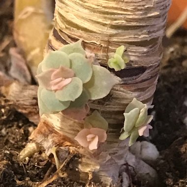 Echeveria Lola