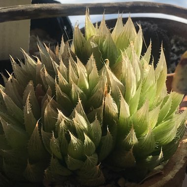Haworthia Cooperi