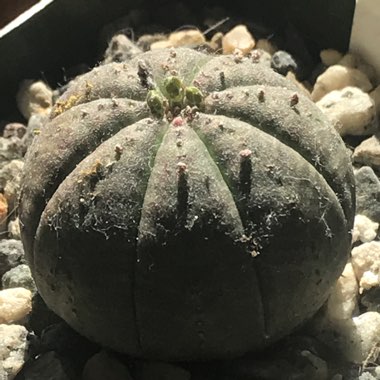 Euphorbia Obesa