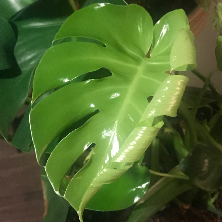 Plant image Monstera deliciosa