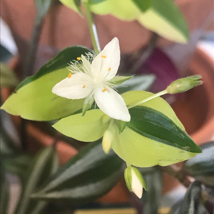 Plant image Tradescantia 'Outdoor plants'