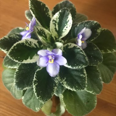 Streptocarpus sect. Saintpaulia 'N Game Beads' syn. Saintpaulia 'N Game Beads'