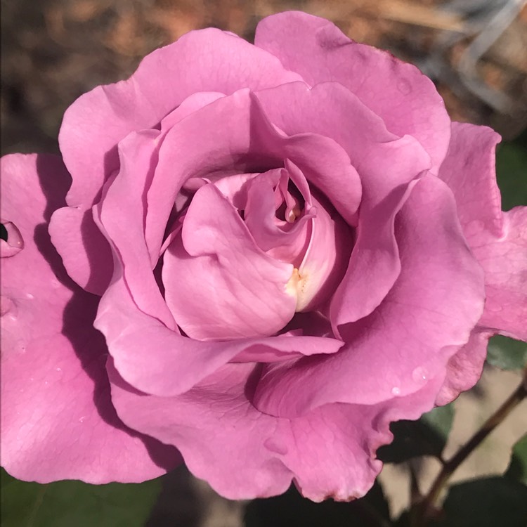 Plant image Rosa 'Angel Face'