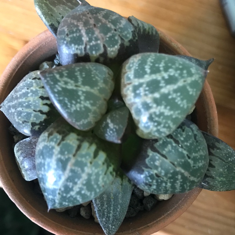 Plant image Haworthia