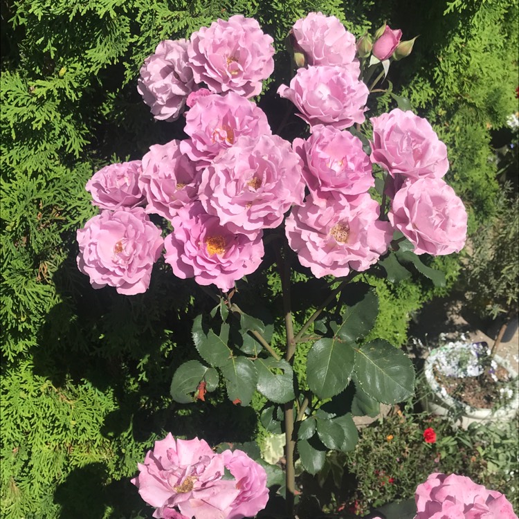 Plant image Rosa 'Angel Face'