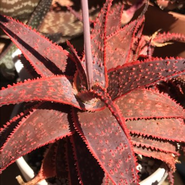Aloe 'Christmas Carol'