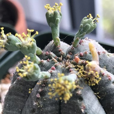 Euphorbia Obesa