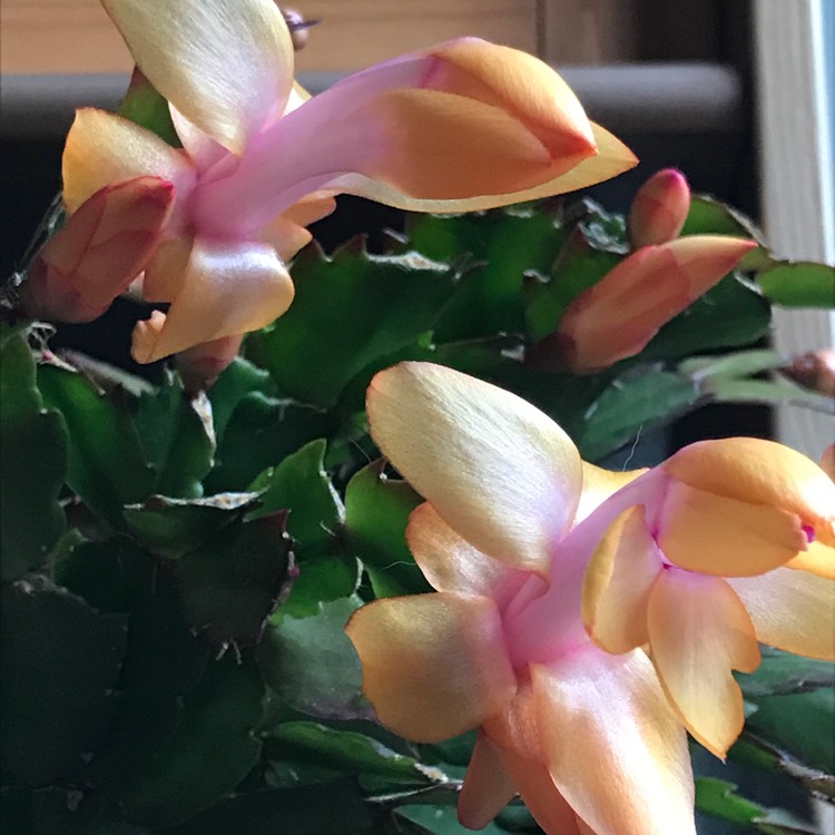 plant image 1407389