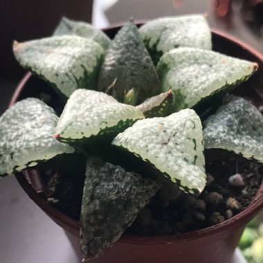 Haworthia