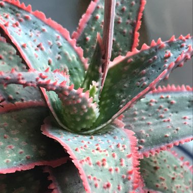 Aloe 'Christmas Carol'