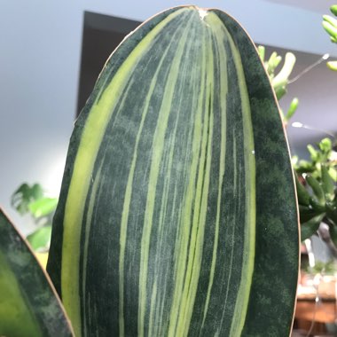Sansevieria Masoniana White Variegata