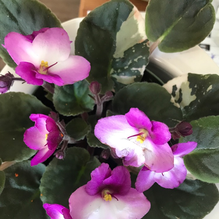 plant image 1438835 plant image 1438835
