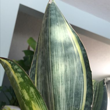 Sansevieria Masoniana White Variegata