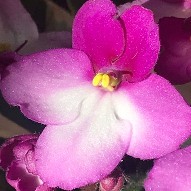 Streptocarpus sect. Saintpaulia  syn. Saintpaulia