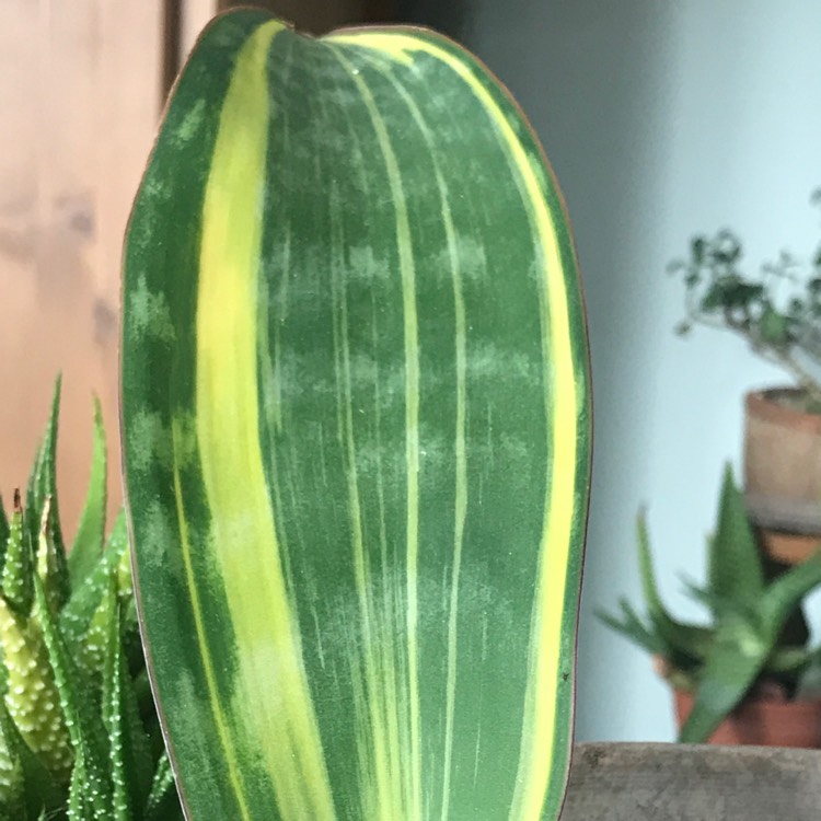 plant image 1452349