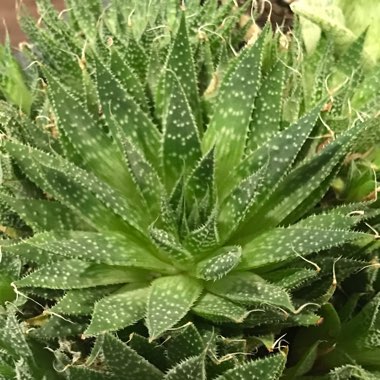 Aristaloe Aristata (formerly Aloe Aristata)