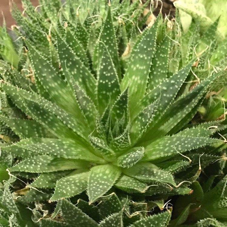 plant image 916784