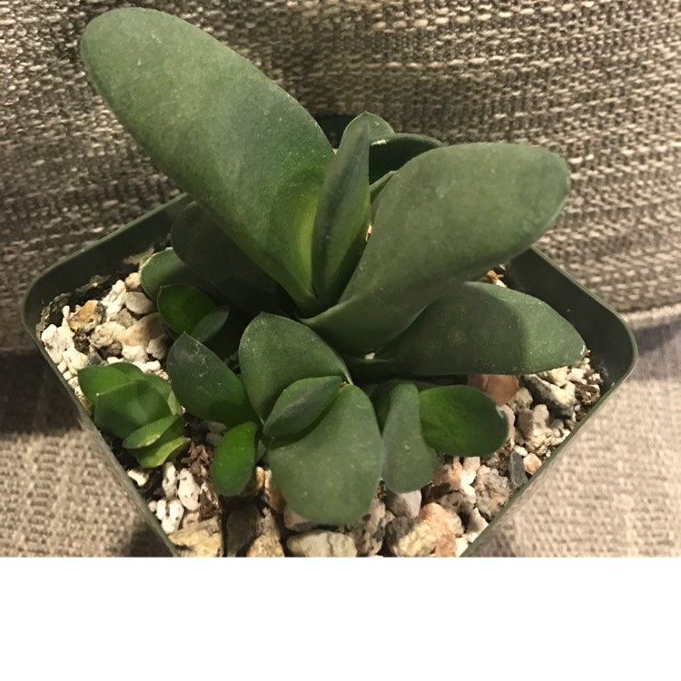 Plant image Gasteria Glomerata