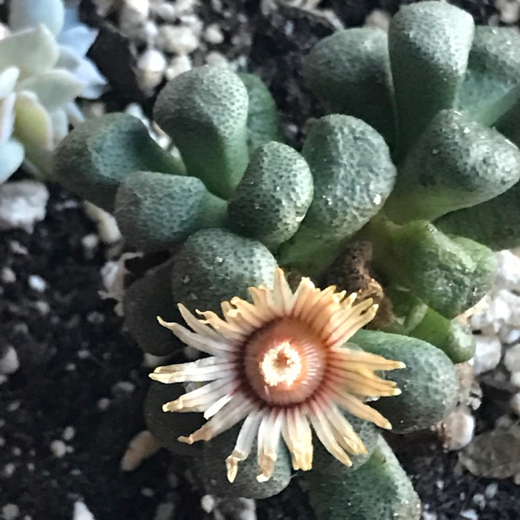 Plant image Aloinopsis schooneesii