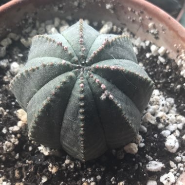 Euphorbia Obesa