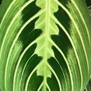 Maranta Leuconeura
