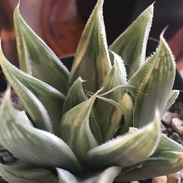 plant image 934534