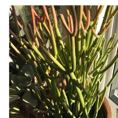 Euphorbia tirucalli 'Rosea'
