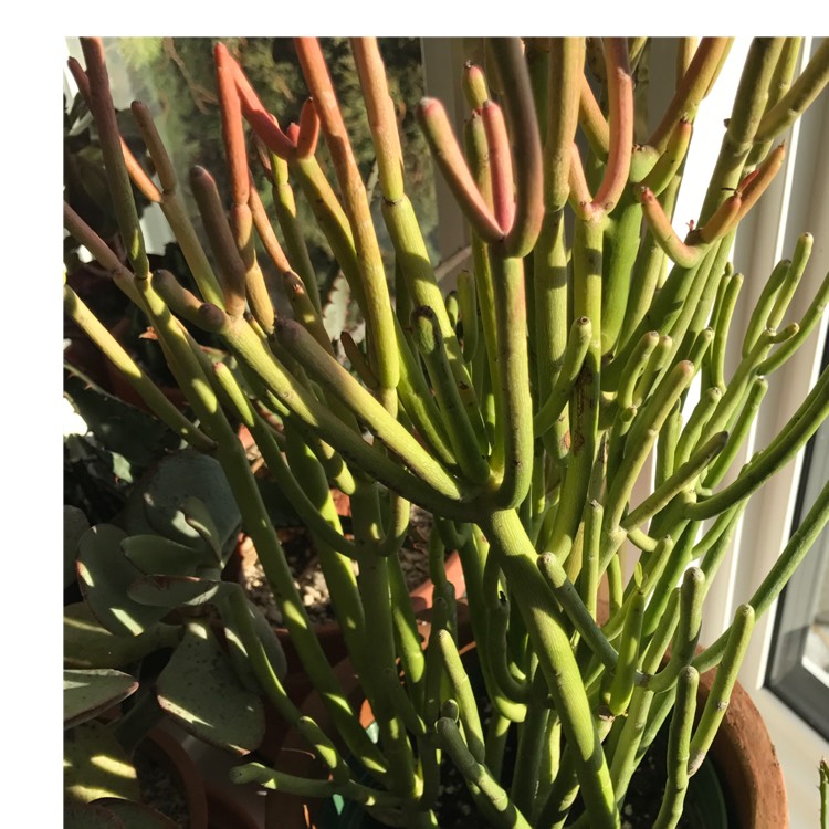 Plant image Euphorbia tirucalli 'Rosea'