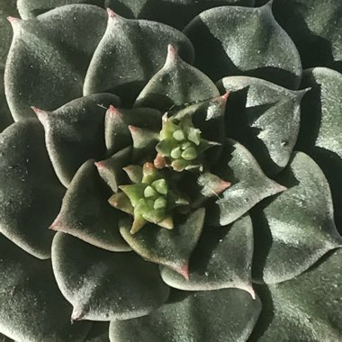 Tacitus Bellus syn.Graptopetalum Bellum