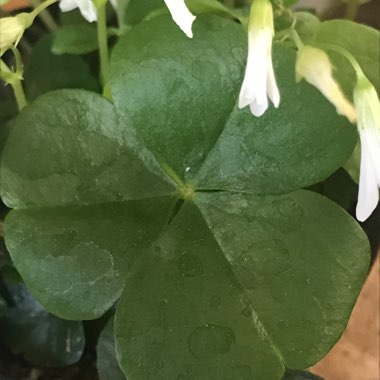 Oxalis