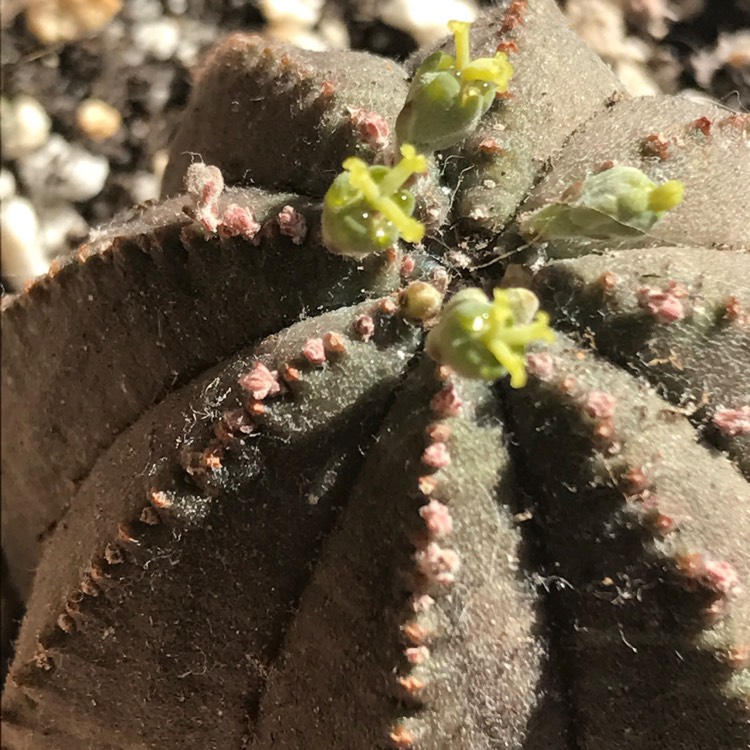 Plant image Euphorbia Obesa