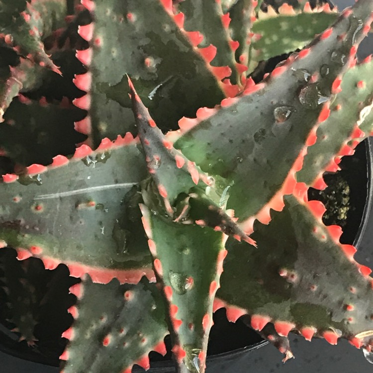 Plant image Aloe 'Christmas Sleigh'