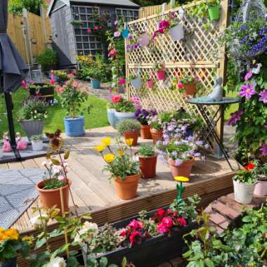 Kym's garden