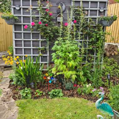 Kym's garden
