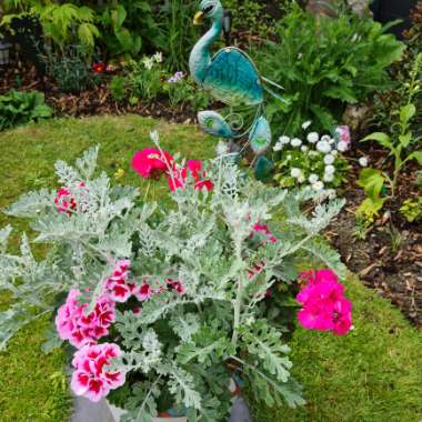 Kym's garden