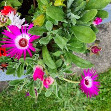 Kym's garden