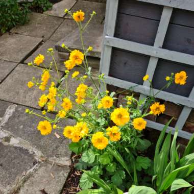 Kym's garden
