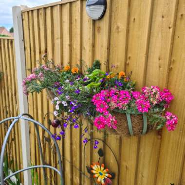 Kym's garden