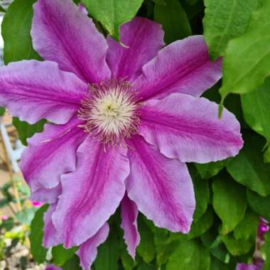 Kym's garden