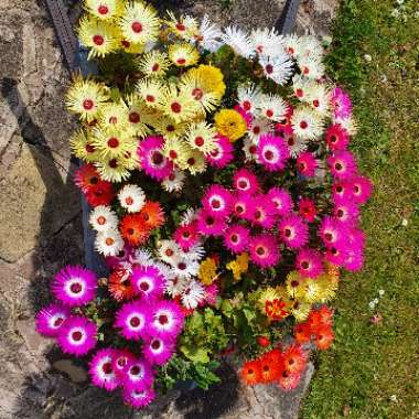 Kym's garden