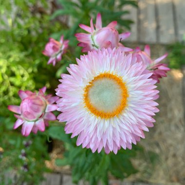 Xerochrysum bracteatum  syn. Helichrysum bracteatum, Bracteantha bracteata