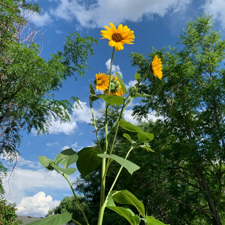 plant image 1395638 plant image 1395638