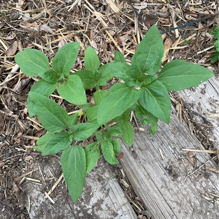 plant image 1395917 plant image 1395917