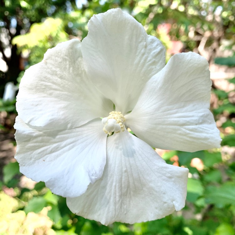 Plant image Hibiscus Syriacus 'Diana'