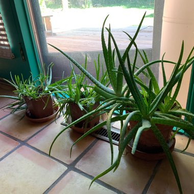 Aloe Vera