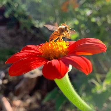 Tithonia Red Torch